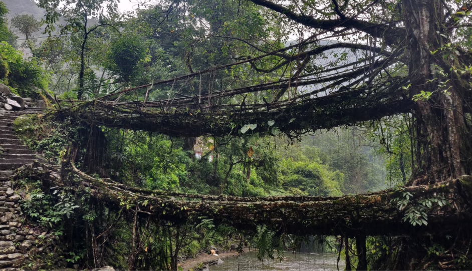 Meghalaya Trip Cost from Chennai: Flights, Stay, Cab, Activities & 7-Day Budget